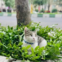 گمشده|حیوانات|رشت, معلم|دیوار