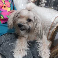 واگذاری سگ خانگی نژادشیتزو اصیل