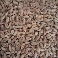 گندم بوجاری