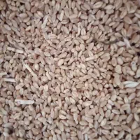 گندم پیشگام|عمده‌فروشی|محمدبار, |دیوار