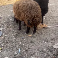 بره نر ماده ( تغل ) وبره نر|حیوانات مزرعه|اردکان, |دیوار