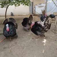 بوقلمون سنگین|حیوانات مزرعه|جاجرود, |دیوار