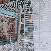 برزیلی نر|پرنده|شیراز, کاراندیش|دیوار