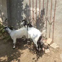 بز پاکستانی