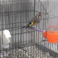 سهره مرغ عشق عروس|پرنده|قزوین, |دیوار