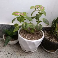 گلدان سالم بزرگ و کوچک