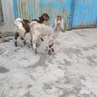 بز .بزغاله .گوسفند