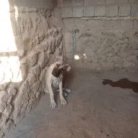 سگ سرابی|سگ|مرودشت, رامجرد یک|دیوار