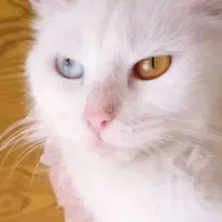 گربه نژاد دار