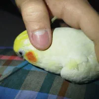 عروس هلندی نر ماده|پرنده|هشتگرد, هشتگرد قدیم|دیوار