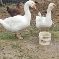 یک جفت غاز خالماگوری 5 ماهه