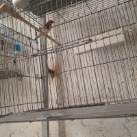 سهره نر|پرنده|ساوه, |دیوار