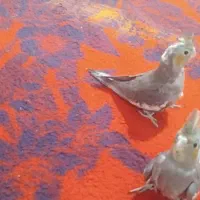 عروس هلندی  ۲ماهه دون خور دست آموز|پرنده|نقده, |دیوار