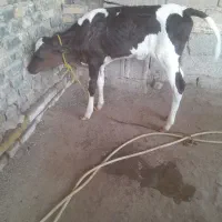 گاو گوساله