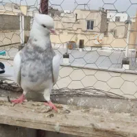 کبوتر طوقی سرور|پرنده|ری, شهید بهشتی|دیوار