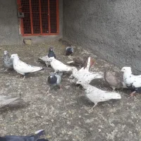 کبوترهای رنگی