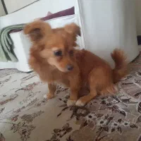 حنا خانوم ناز ۴ماهه