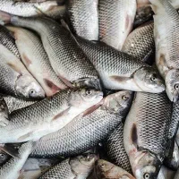 فروش ماهی ارس زنده به قیمت تن ماهی دونه ای 250،200