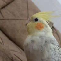 گم شده|حیوانات|میبد, |دیوار