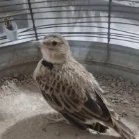 سهره خاکی دهن سهره بخون