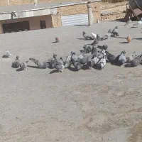 ۴۰تا کبوتر بدرد بخور|پرنده|بابا حیدر, |دیوار