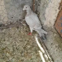 کبوتر جوانه نر|پرنده|آشخانه, |دیوار