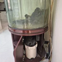 آکواریوم|ماهی|بندرعباس, |دیوار