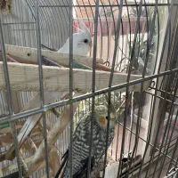 عروس هلندی نر سخنگو