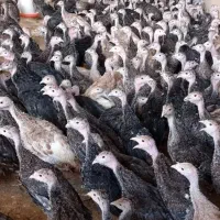جوجه بوقلمون هرکی داره برای فروش پیام‌بده