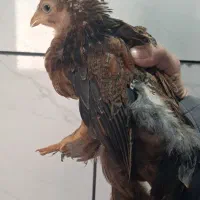 جوجه ۲.۵ ماهه برهما|حیوانات مزرعه|شهرضا, |دیوار