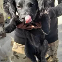 سگ اشپیتز|سگ|لواسان, |دیوار