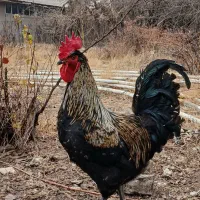 مرغ و خروس|حیوانات مزرعه|مشهد, انبارنفت|دیوار