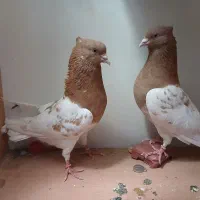 ۲تا نر کله قواره درشت