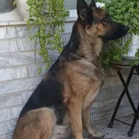 حیوانات گم شده|حیوانات|دوگنبدان, |دیوار