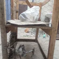 قفس مناسب برای نگهداری مرغ جوجه|لوازم جانبی حیوانات|مشهد, شهرک مطهری|دیوار