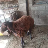 بره..نر|حیوانات مزرعه|مزرعه کتول, |دیوار