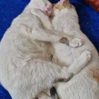 واگذاری گربه