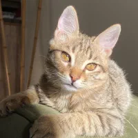 واگذاری بچه گربه|گربه|کرج, عظیمیه|دیوار