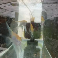 فروش ماهی گوپی وانجل|ماهی|شیراز, جمال آباد|دیوار