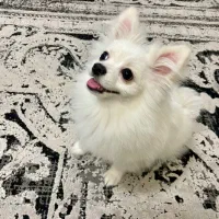 پامرین روباهی