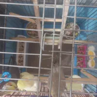 عروس هلندی|پرنده|شهریار, شهرک مصطفی خمینی|دیوار