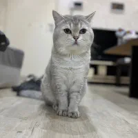 بچه گربه بریتیش اسکاتیش|گربه|کرج, گوهردشت|دیوار
