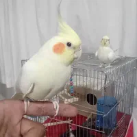 عروس هلندی لوتینو