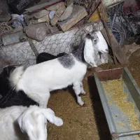 بز بزغاله دار