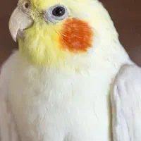 گمشده عروس هلندی