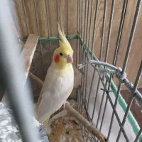 عروس هلندی نره به شرط