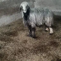 شیشک|حیوانات مزرعه|شیراز, شهرک مخابرات|دیوار