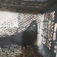 کبوتر‌قنار|پرنده|لیلان, |دیوار