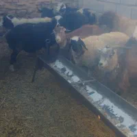 بز جوان ابستن|حیوانات مزرعه|سده (خراسان جنوبی), |دیوار