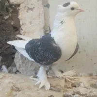 کفتر نروماده گلی رنگه المانی کرمونی کوتوله ابی|پرنده|تربتحیدریه, سرمحله|دیوار